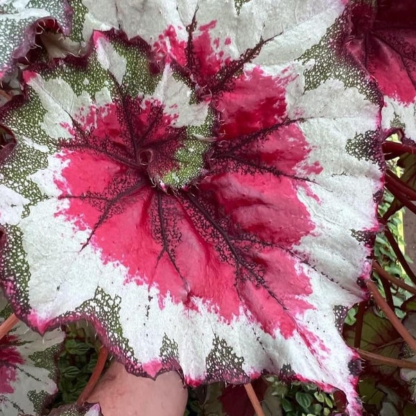 Harmonys Peppermint twist begonia Starter Plant (ALL STARTER PLANTS require you to purchase 2 plants!)