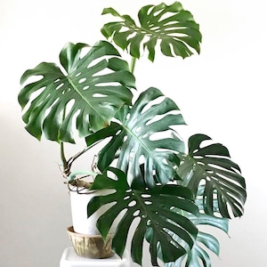 May include: A large green Monstera plant with large, fenestrated leaves in a white pot. The plant is sitting on a white stool.