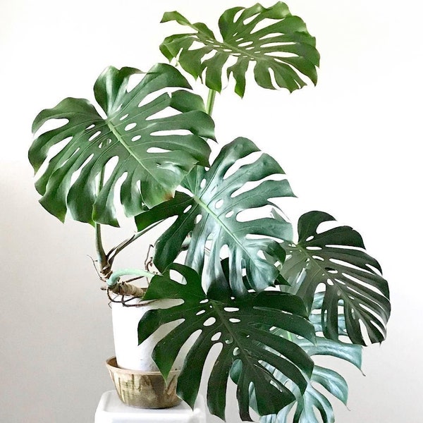 Monstera Deliciosa “Swiss Cheese Plant” Starter Plant (ALL STARTER PLANTS require you to purchase 2 plants!)