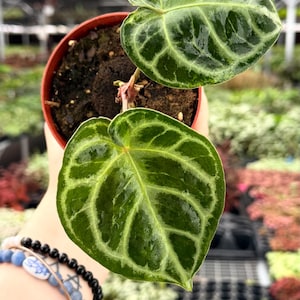 May include: A potted Anthurium crystallinum plant with two large, heart-shaped leaves. The leaves are a deep green with prominent, light green veining. The plant is in a small, brown plastic pot, and the background is a blurred greenhouse setting.
