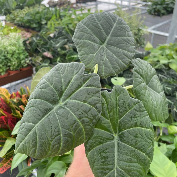 Alocasia maharani 4” pot (ALL PLANTS require you to purchase 2 plants!)