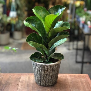 May include: A potted Fiddle Leaf Fig plant with large, vibrant green leaves. The plant is in a decorative gray and white patterned pot, sitting on a wooden surface. The background is blurred, suggesting a shop or indoor setting.
