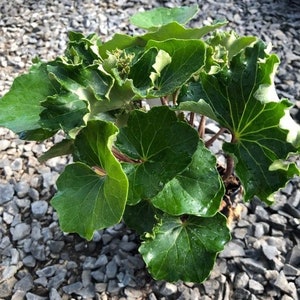May include: A close-up of a green leafy plant with large, rounded leaves. The leaves have a slightly crinkled texture and some have a white variegation.
