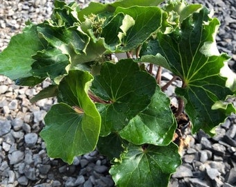 Farfugium Japonicum “Crispata” “Tractor Seat” Starter Plant (ALL STARTER PLANTS require you to purchase 2 plants!)