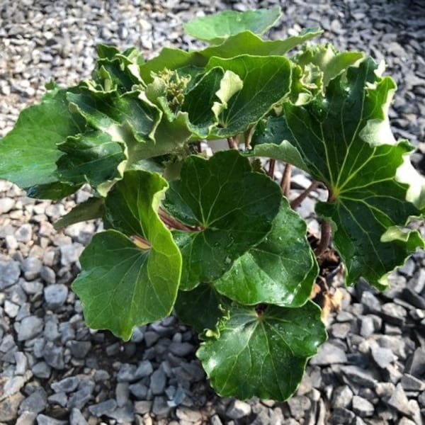 Farfugium Japonicum “Crispata” “Tractor Seat” Starter Plant (ALL STARTER PLANTS require you to purchase 2 plants!)