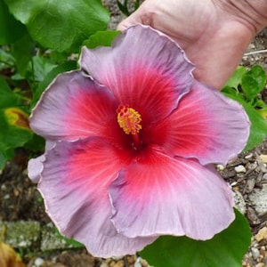 Bodacious burgundy hibiscus Starter Plant (ALL STARTER PLANTS require you to purchase 2 plants!)