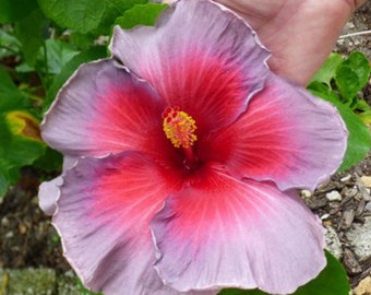 Bodacious burgundy hibiscus Starter Plant (ALL STARTER PLANTS require you to purchase 2 plants!)