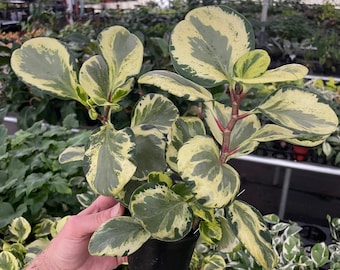 Peperomia golden gate 4”pot (ALL PLANTS require you to purchase 2 plants!)