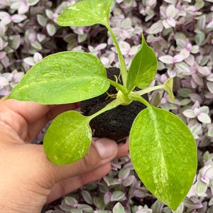 ficus ginseng plant Ficus Ginseng  Elegant Bonsai-Style Houseplant