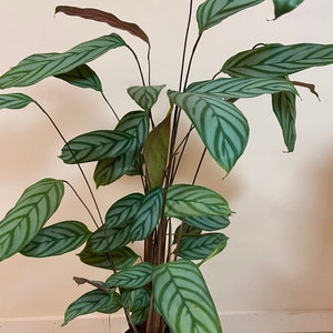 Calathea setosa Starter Plant (ALL STARTER PLANTS require you to purchase 2 plants!)