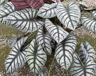 Alocasia White Dragon (Nebula x Silver Dragon) - Plante de départ (TOUTES LES PLANTES DE DÉPART nécessitent l'achat de 2 plantes !)