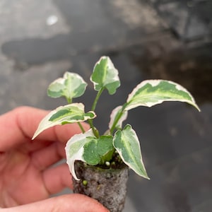 Syngonium Starlite Starter Plant ALL STARTER PLANTS require you to purchase 2 plants image 8