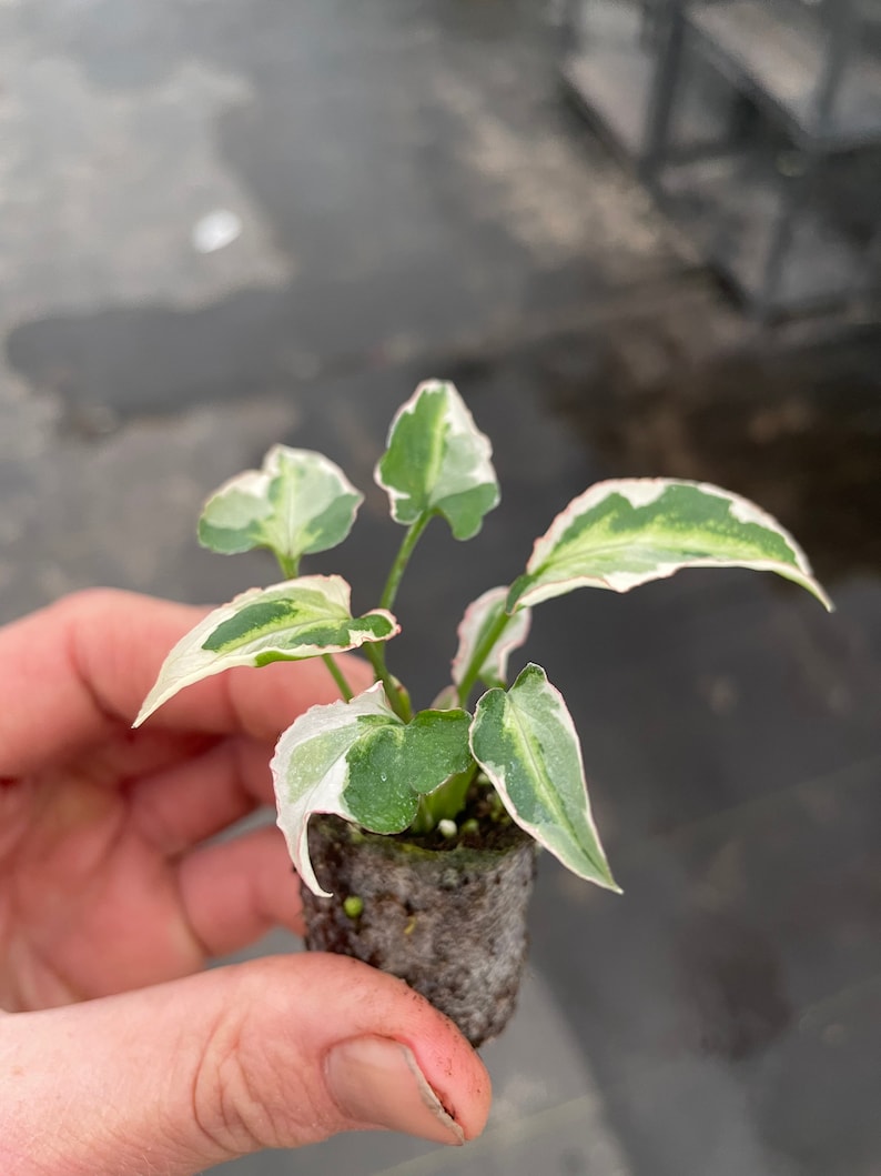 Syngonium Starlite Starter Plant ALL STARTER PLANTS require you to purchase 2 plants image 8