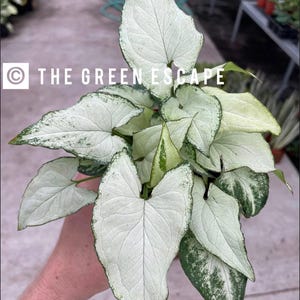 May include: A close-up of a Syngonium plant with large, heart-shaped leaves. The leaves are primarily white with green edges and accents. The text "THE GREEN ESCAPE" is visible in the image.