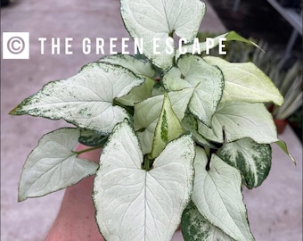 Peut inclure: Gros plan d'une plante de Syngonium avec de grandes feuilles en forme de cœur. Les feuilles sont principalement blanches avec des bordures et des accents verts. Le texte "THE GREEN ESCAPE" est visible.