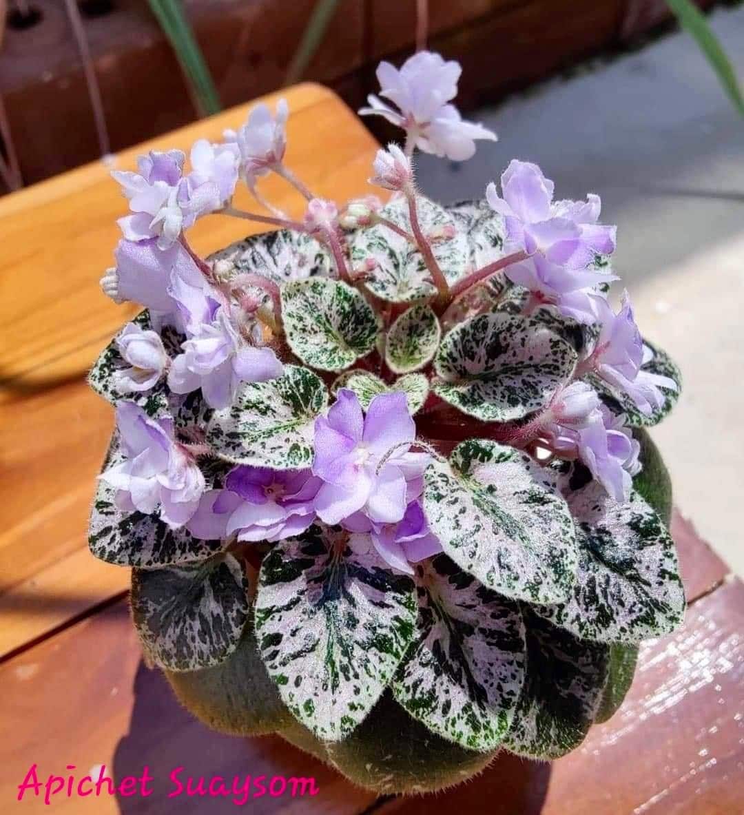Toy Castle African Violet Starter Plant ALL Starter PLANTS Require You to Purchase 2 Plants Etsy