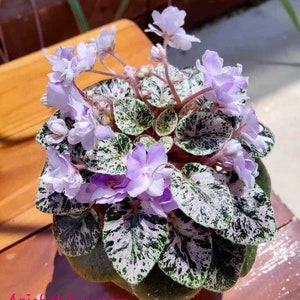 Toy castle African violet starter plant (ALL Starter PLANTS require you to purchase 2 plants!)