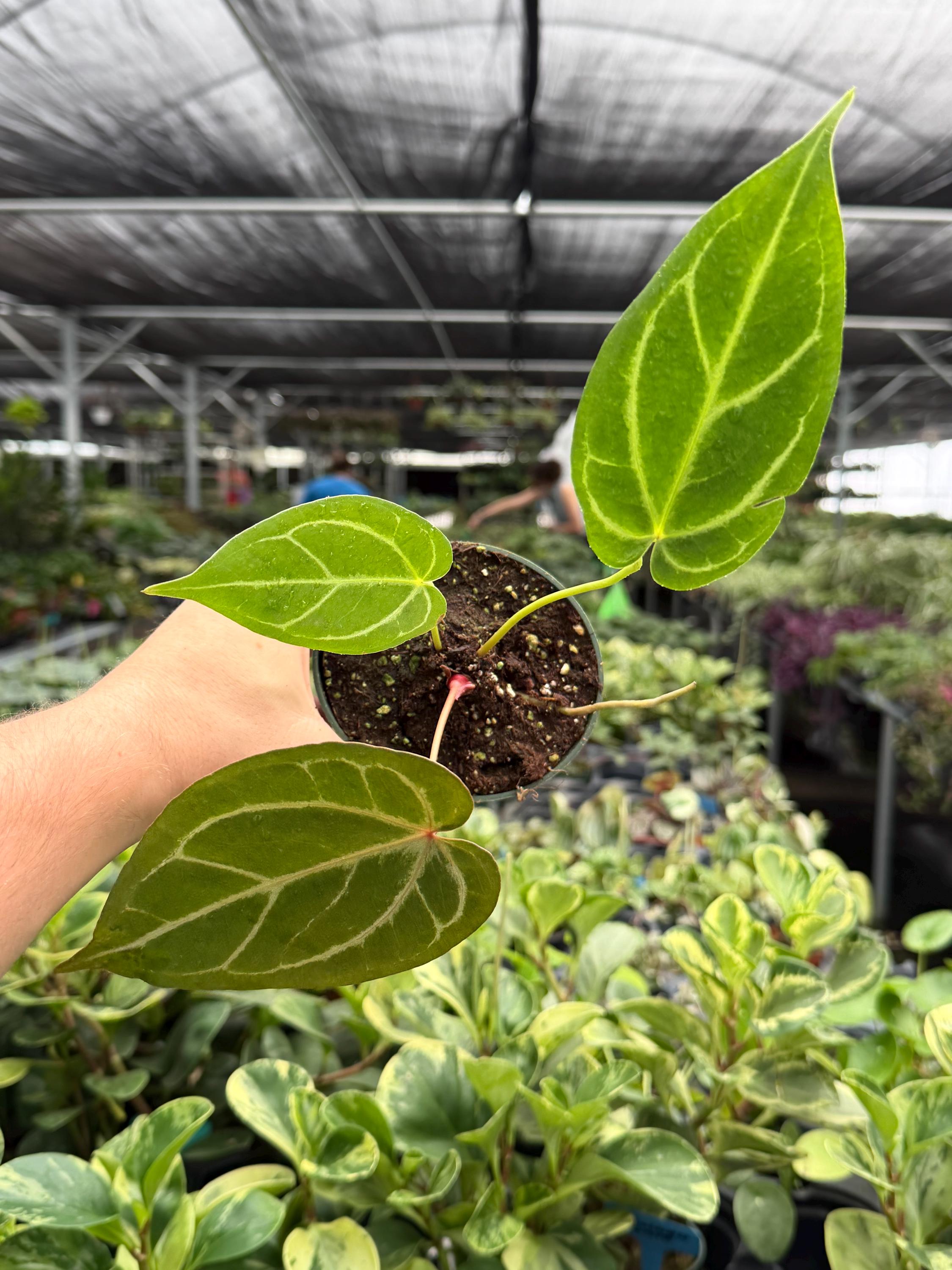 Anthurium Red Gunsal - Etsy