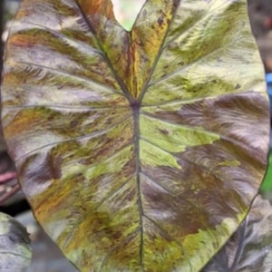 May include: Close-up of a large, heart-shaped leaf with a complex pattern of colors. The leaf features a blend of green, brown, and yellow hues, with darker veins and spots. The overall texture appears slightly textured.