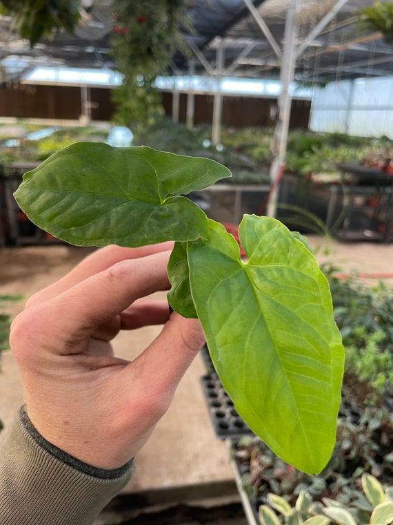 Syngonium Steyermarkii Starter Plant (ALL STARTER PLANTS require you to purchase 2 plants!)