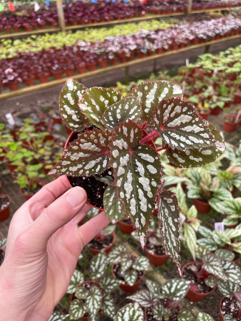 TheGreenEscape Begonia Betsy - Thumbnail 5