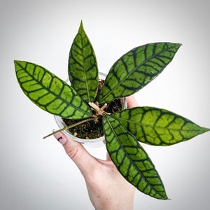 Hoya callistophylla Starter Plant (ALL STARTER PLANTS require you to purchase 2 plants!)