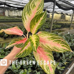 Aglaonema Pink Butterfly - Etsy