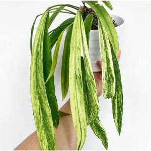 Variegated anthurium vittarifolium tissue culture (ALL PLANTS require you to purchase 2 plants!)