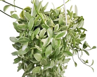 Variegated dischidia oiantha Starter Plant (ALL STARTER PLANTS require you to purchase 2 plants!)