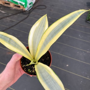 Sansevieria ghost 4pot ALL PLANTS require you to purchase 2 plants image 6