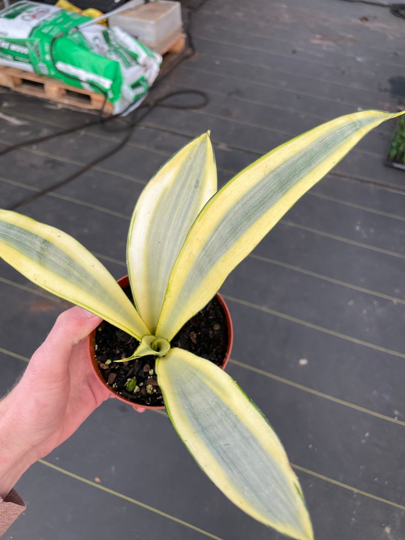 Sansevieria ghost 4pot ALL PLANTS require you to purchase 2 plants image 6