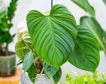 philodendron nangaritense Starter Plant (ALL STARTER PLANTS require you to purchase 2 plants!)