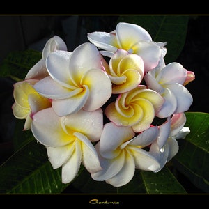 Plumeria gardenia Cutting (ALL Starter plants/cuttings require you to purchase 2 plants/cuttings!)