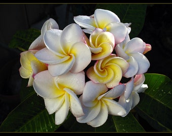 Plumeria gardenia Cutting (ALL Starter plants/cuttings require you to purchase 2 plants/cuttings!)