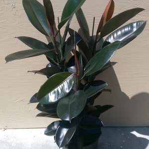 May include: A potted rubber plant with large, glossy, dark green leaves. The plant has reddish stems and new growth. The leaves have a smooth texture and reflect light. The plant is in a dark pot, and the background is a light beige.
