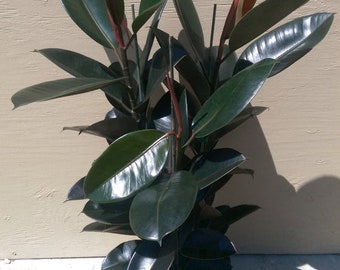 Ficus Elastica Burgundy "Rubber tree" Starter Plant (ALL STARTER PLANTS require you to purchase 2 plants!)