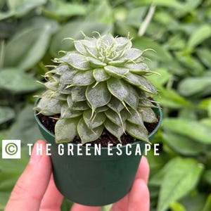 May include: A small succulent plant in a dark green pot. The plant has tightly packed, pale green leaves with pointed tips. The pot is held in a hand, with the text "THE GREEN ESCAPE" visible on the pot.
