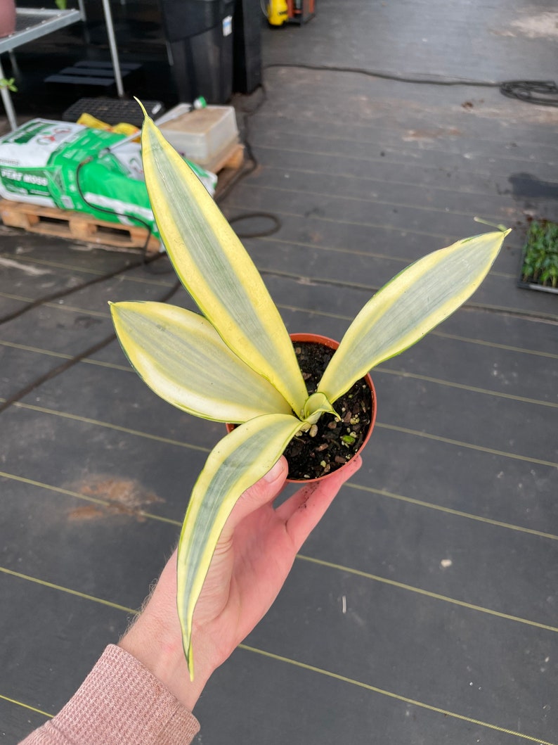 Sansevieria ghost 4pot ALL PLANTS require you to purchase 2 plants image 3