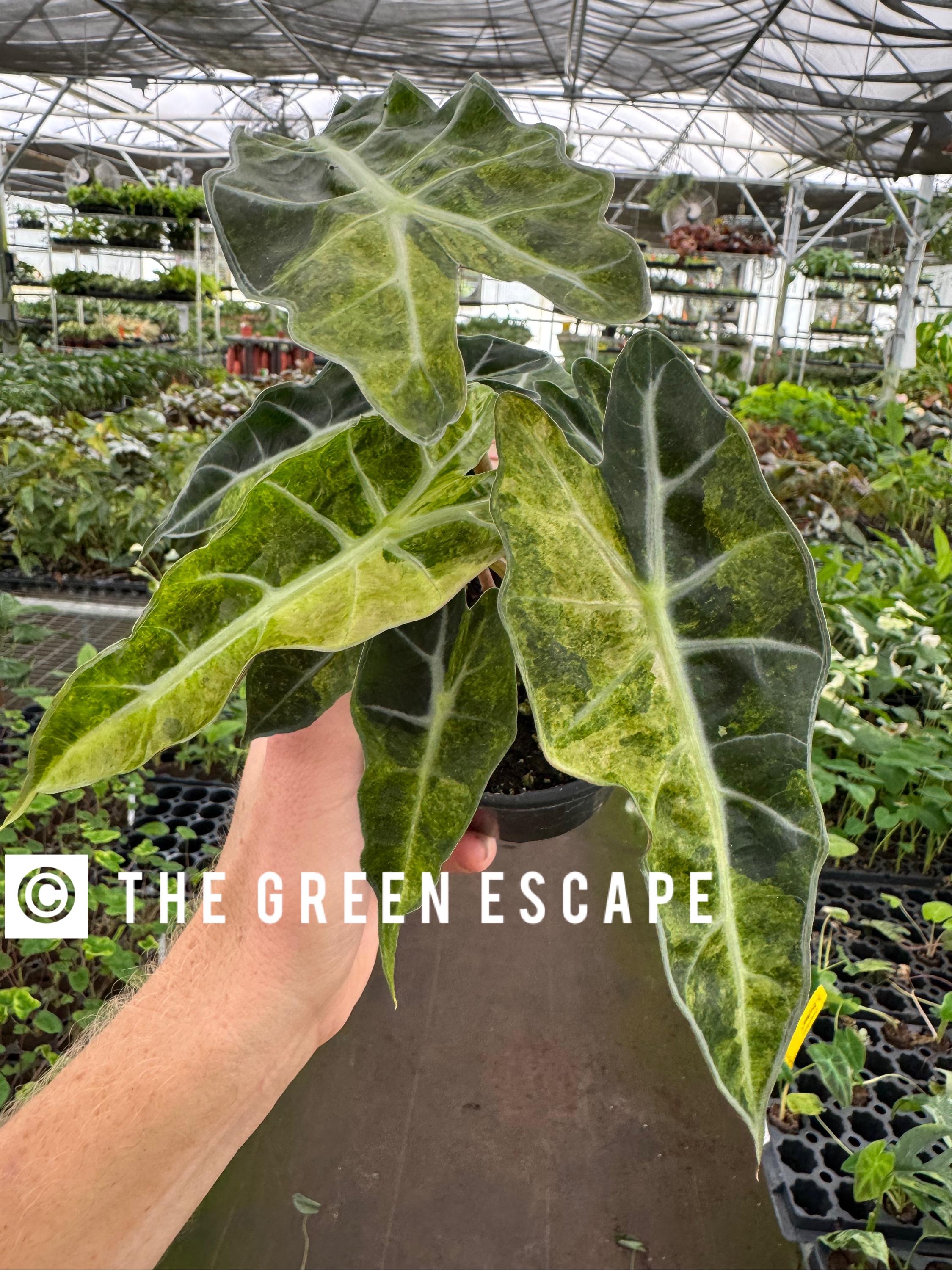 Variegated Alocasia Polly Aurea Starter Plant GH1 (ALL STARTER