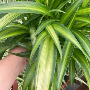 Hawaiian Spider Plant Starter Plant (ALL STARTER PLANTS require you to purchase 2 plants!)