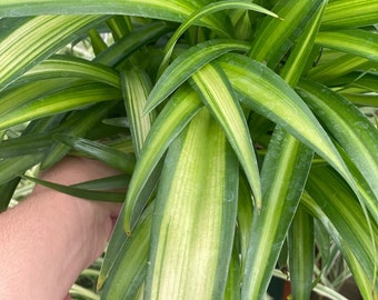 Hawaiian Spider Plant Starter Plant (ALL STARTER PLANTS require you to purchase 2 plants!)