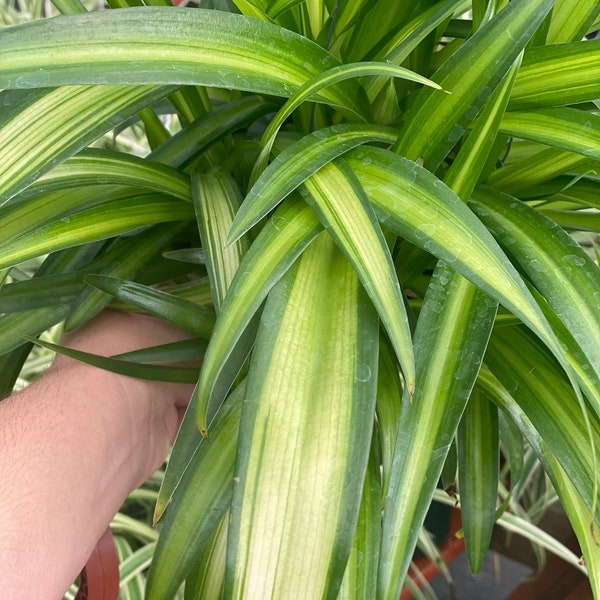 Hawaiian Spider Plant Starter Plant (ALL STARTER PLANTS require you to purchase 2 plants!)