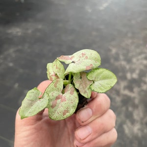 K&ouml;nnte beinhalten: Eine kleine Topfpflanze mit gr&uuml;nen und rosa Bl&auml;ttern. Die Bl&auml;tter haben ein gesprenkeltes Muster.