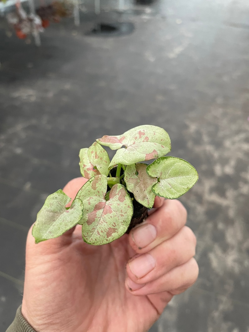 K&ouml;nnte beinhalten: Eine kleine Topfpflanze mit gr&uuml;nen und rosa Bl&auml;ttern. Die Bl&auml;tter haben ein gesprenkeltes Muster.