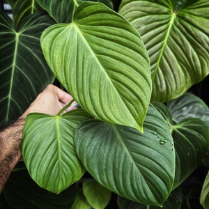 Philodendron .sp fuzzy petiole Starter Plant ALL STARTER PLANTS require you to purchase 2 plants image 1