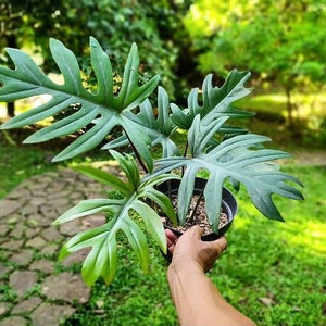 Philodendron Mayoi Starter Plant (ALL STARTER PLANTS require you to purchase 2 plants!)