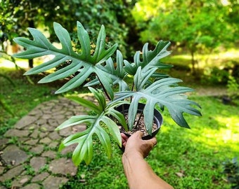 Philodendron Mayoi Starter Plant (ALL STARTER PLANTS require you to purchase 2 plants!)