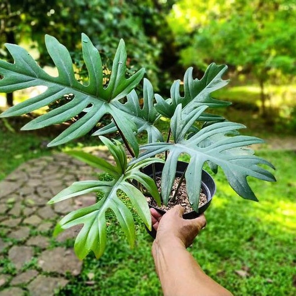 Philodendron Mayoi Starter Plant (ALL STARTER PLANTS require you to purchase 2 plants!)