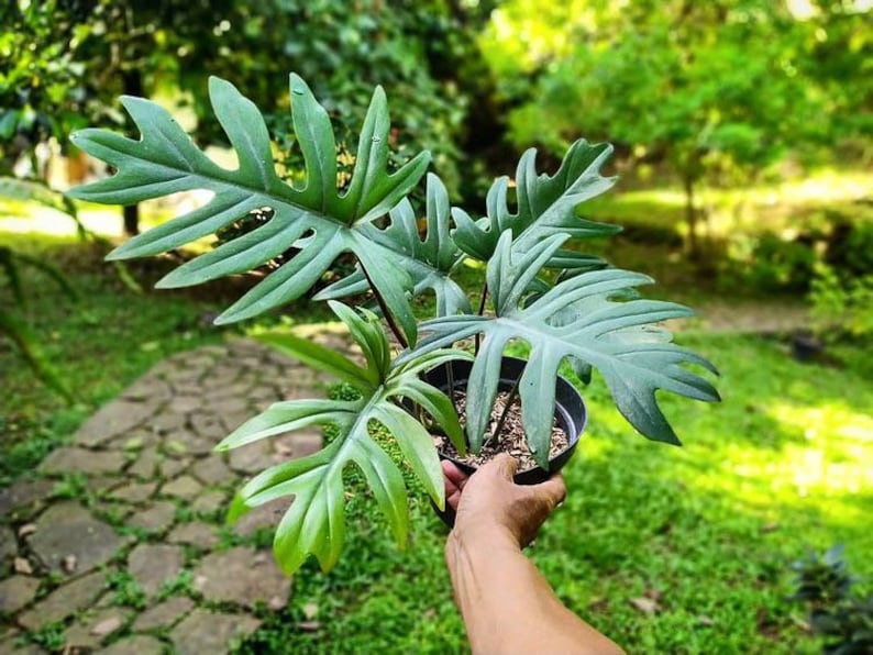 Philodendron Mayoi Plant