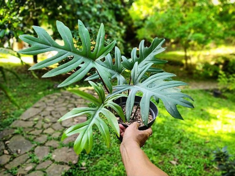 Philodendron Mayoi tahiti Starter Plant (ALL STARTER PLANTS Require You  to Purchase 2 Plants!) - Etsy